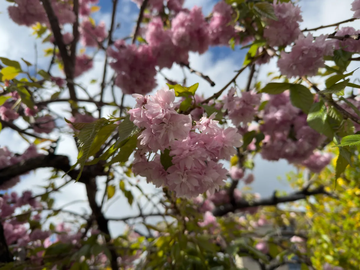 iPhone 16 Pro, main camera.
